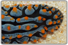 Orange Pimple Sea Slug